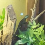 ずっと油断中(インドシナウォータードラゴンの私生活)