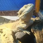 チョロ膨れる(フトアゴヒゲトカゲの外出時の珍事？)