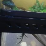 外に出るためなら！(インドシナウォータードラゴンの脱走計画？)