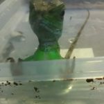 イエコは無視！！(インドシナウォータードラゴンのエサ事情)