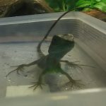 お前の手からは食べないぜ！(インドシナウォータードラゴンの抵抗？)