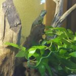 めかぶはご機嫌斜め