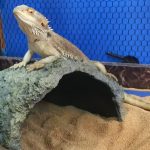 チョロの変なポーズ？