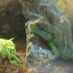 コオロギ捕獲が苦手!