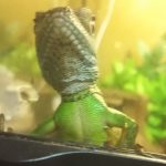 本日のめかぶは