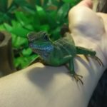 振り下ろされないぞ!!