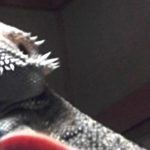 チョロのケージの掃除終了とともに冬支度が完全に終わる