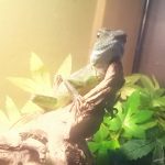 めかぶのケージの模様替え