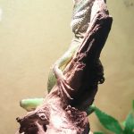 めかぶのかくれんぼ?