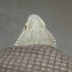 チョロオス説急浮上！