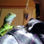 コオロギを食べ始めるめかぶ
