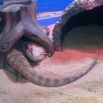 最近のお気に入り?