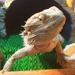 新年のご挨拶