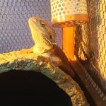 最近のお気に入り