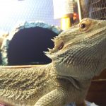 チョロが来て1年経ちました