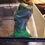 めかぶの尻尾が・・・