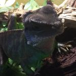 めかぶ急成長中