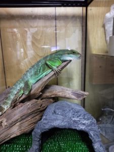 インドシナウォータードラゴンの生態を知る