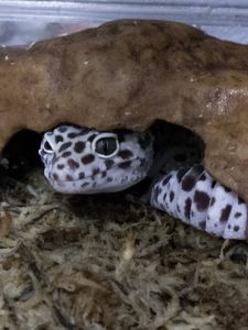 爬虫類が脱走した時の探し方!