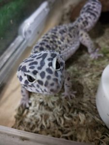 ヒョウモントカゲモドキの飼い方