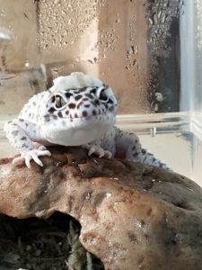 ヒョウモントカゲの脱皮の一部始終を公開(しまめの脱皮隠し撮り)