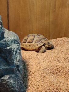 ギリシャリクガメ飼育開始！