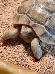 飼育開始時の難題！