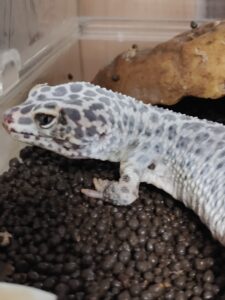 しまめの脱皮不全の対策中