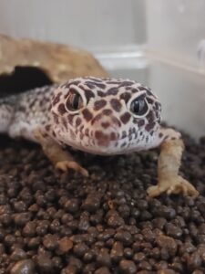 しまめの脱皮不全完全解消！原因判明！